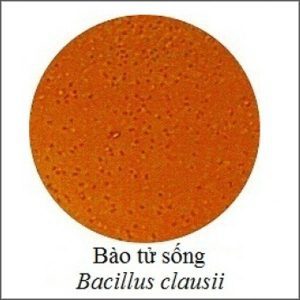 BACILLUS CLAUSII