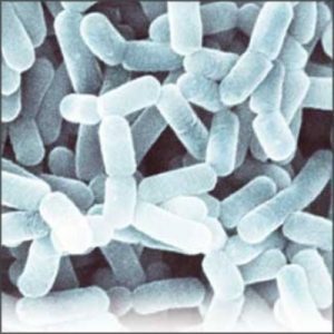 BACILLUS INDICUS HU36