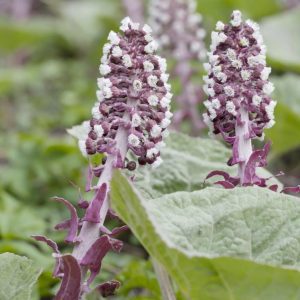 BUTTERBUR EXTRACT 1