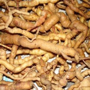 CAO BA KICH 1