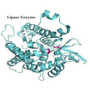 LIPASE 1