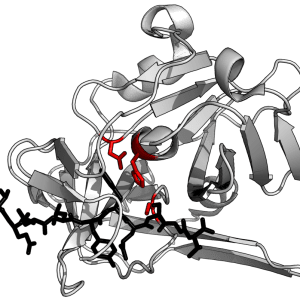 PROTEASE