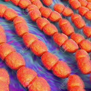 STREPTOCOCCUS FAECALIS 1