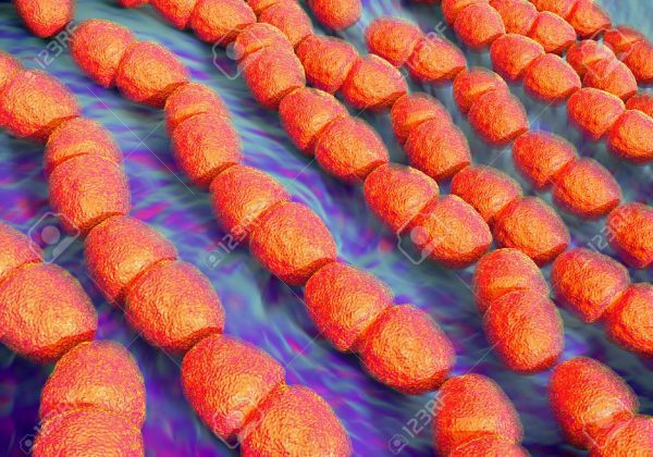 STREPTOCOCCUS FAECALIS 1