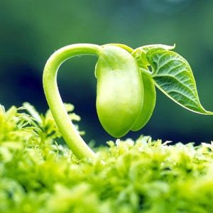 TINH CHAT MAM DAU NANH