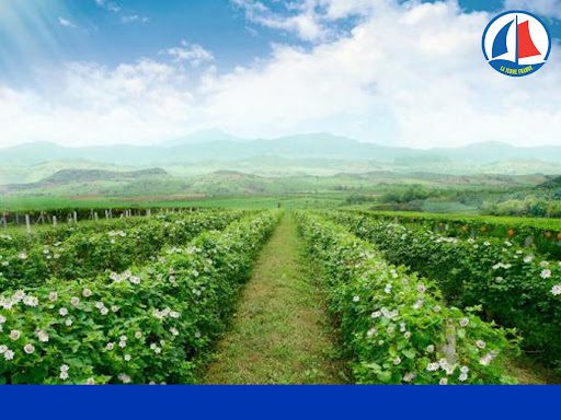 Vùng trồng thảo dược được nhà máy La Terre France đầu tư để đảm bảo nguồn nguyên liệu sạch