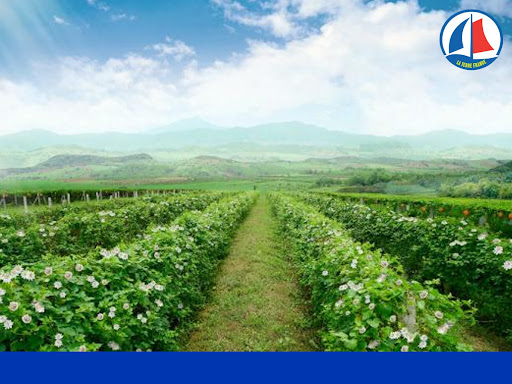 uu diẻm của mỹ phảm gia cong 2