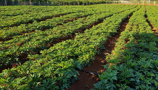 La Terre France Nhà máy có nguyen liẹu thục phảm chúc nang an toàn2